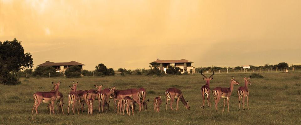 Ol Pejeta Holiday Villas Nanyuki Exterior photo