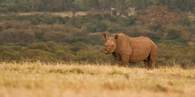 Ol Pejeta Holiday Villas Nanyuki Exterior photo